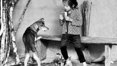 create dog little alchemy