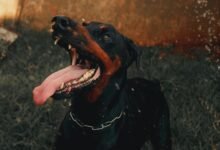 public complaint overview alerts