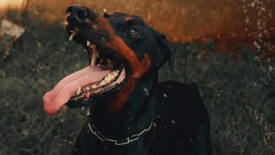 public complaint overview alerts