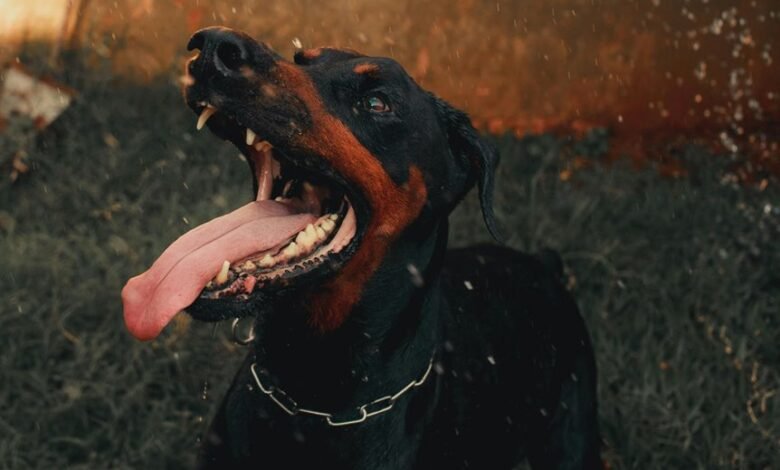 public complaint overview alerts